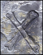 Crossbones on headstone of Rebekah Bonfild