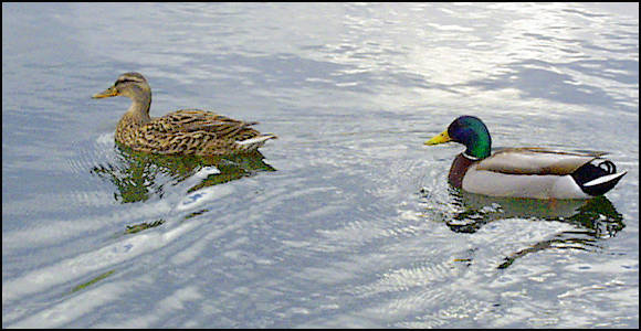 On Redd's Pond.